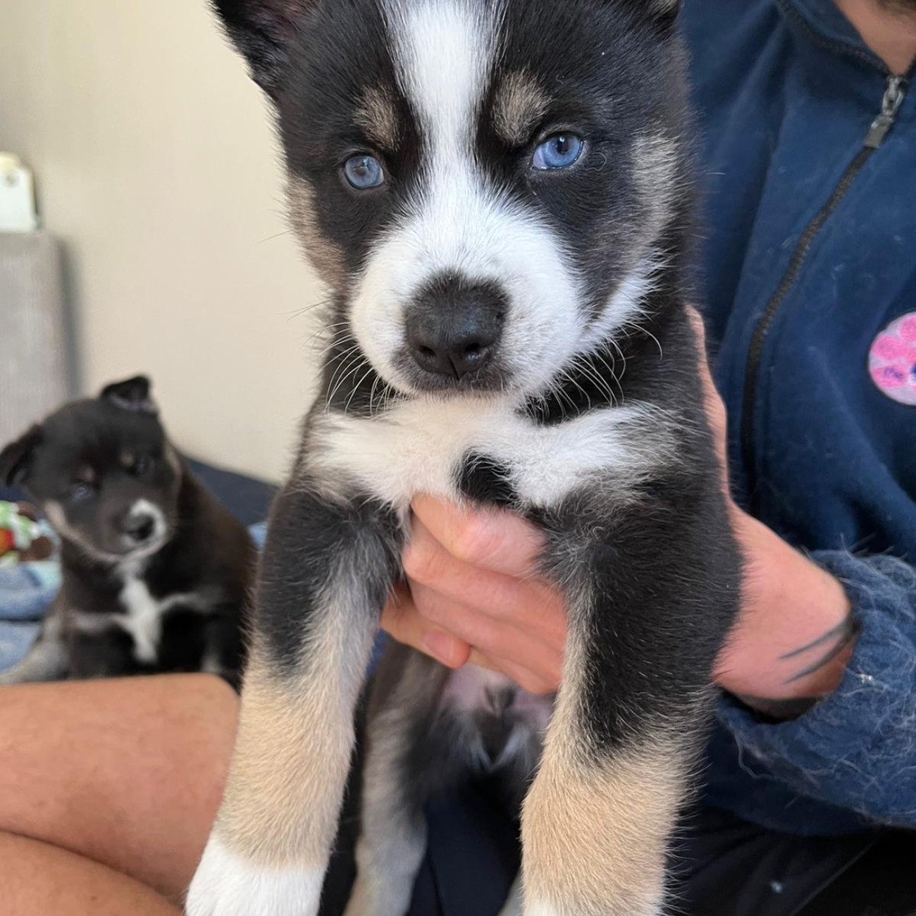 Blue eyes Siberian Husky puppies for sale