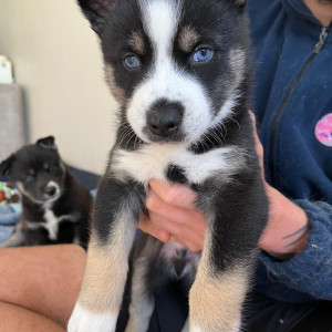 Blue eyes Siberian Husky puppies for sale