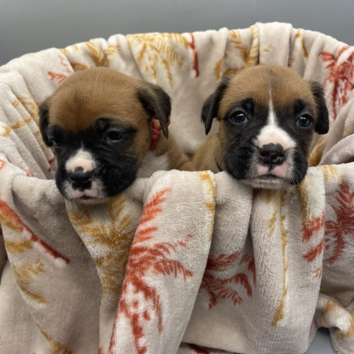 Boxer Puppies for sale
