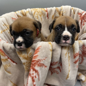 Boxer Puppies for sale