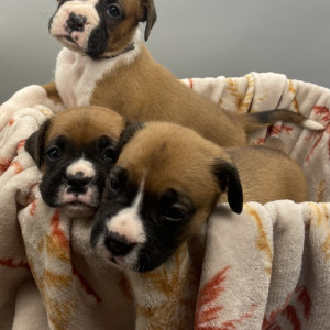 Boxer Puppies for sale
