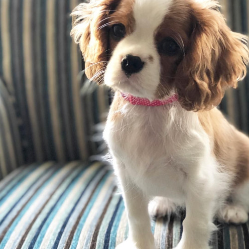 Cavalier King Charles Puppies