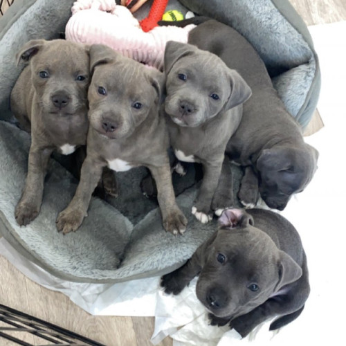 Staffordshire Bull Terrier Puppies