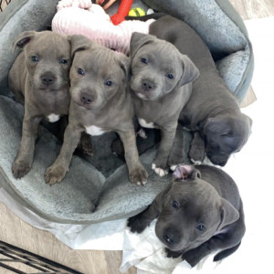 Staffordshire Bull Terrier Puppies