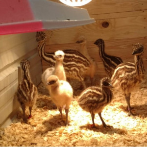 Blonde, White & Standard Emu Chicks