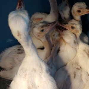 Rhea chicks for sale whites