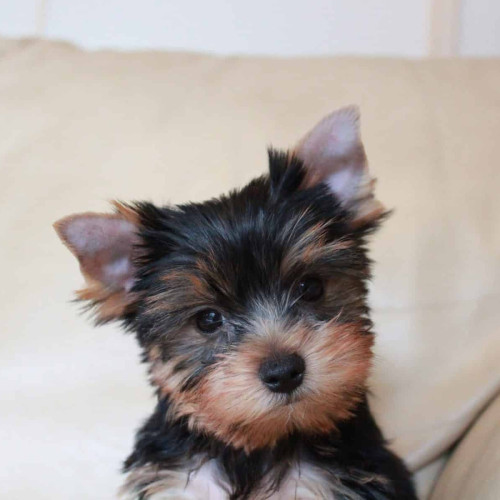Purebred Yorkie puppies available