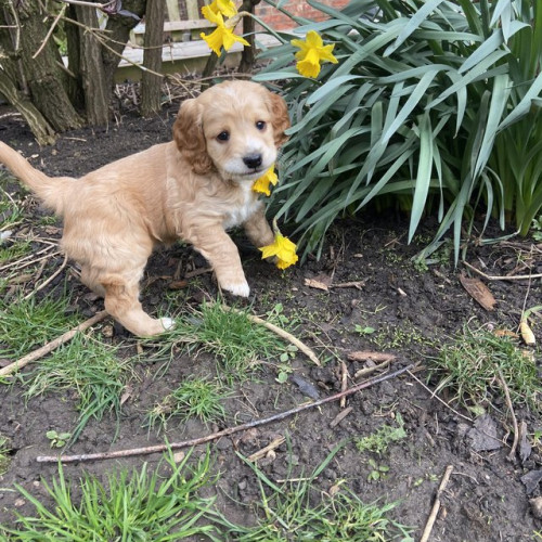 Amazing Cockapoo F1b Girls - ready for their forever home