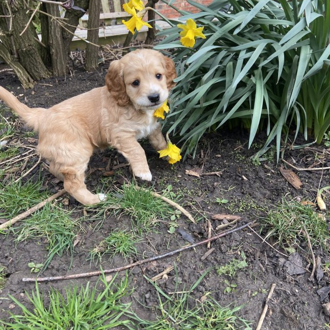 Amazing Cockapoo F1b Girls - ready for their forever home