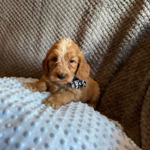 Amazing Cockapoo F1b Girls - ready for their forever home