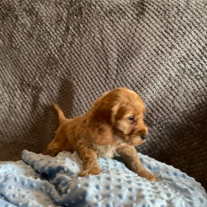 Amazing Cockapoo F1b Girls - ready for their forever home