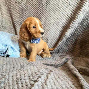 Amazing Cockapoo F1b Girls - ready for their forever home