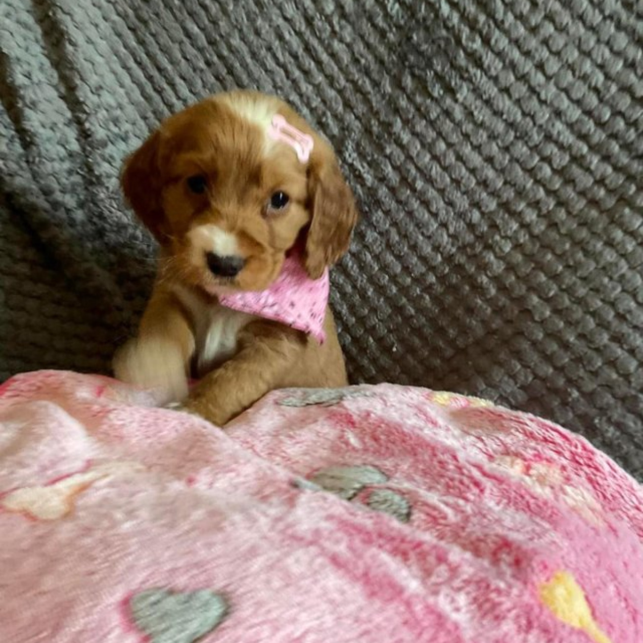 Amazing Cockapoo F1b Girls - ready for their forever home