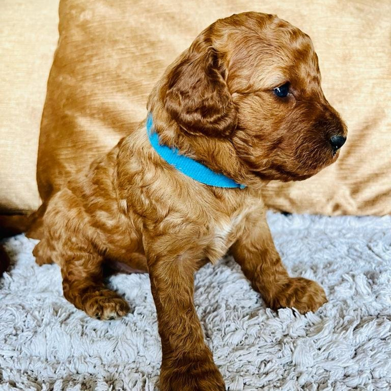 Amazing Cockapoo F1b Girls - ready for their forever home