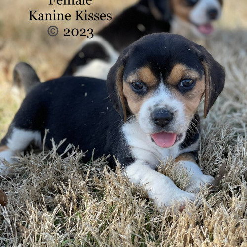 Four Beagle cross Terrier puppies for sale