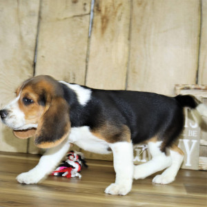 Four Beagle cross Terrier puppies for sale