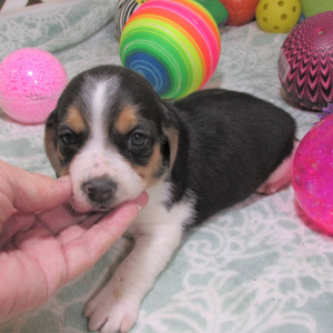 Four Beagle cross Terrier puppies for sale