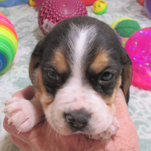 Four Beagle cross Terrier puppies for sale
