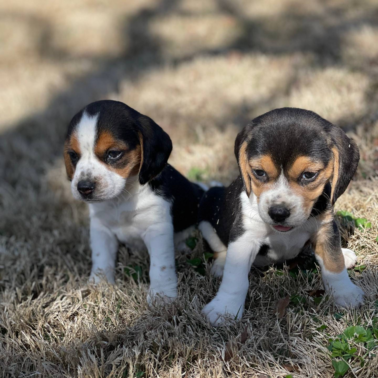 Four Beagle cross Terrier puppies for sale