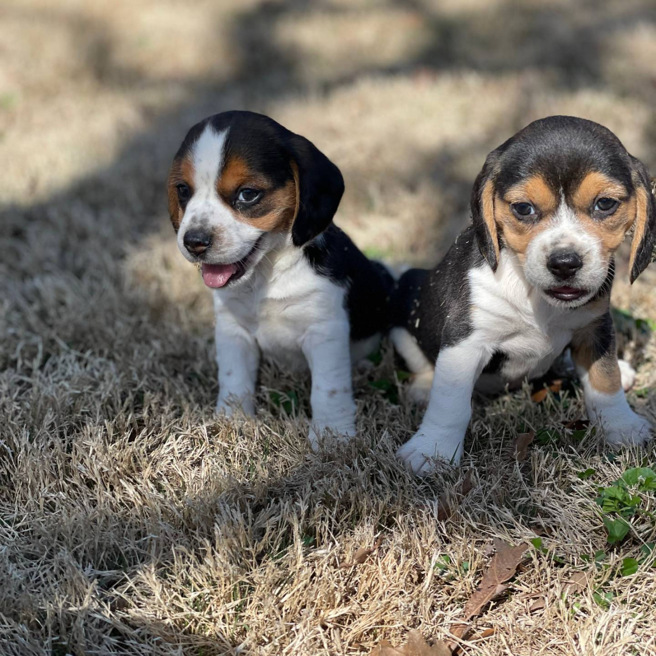 Four Beagle cross Terrier puppies for sale