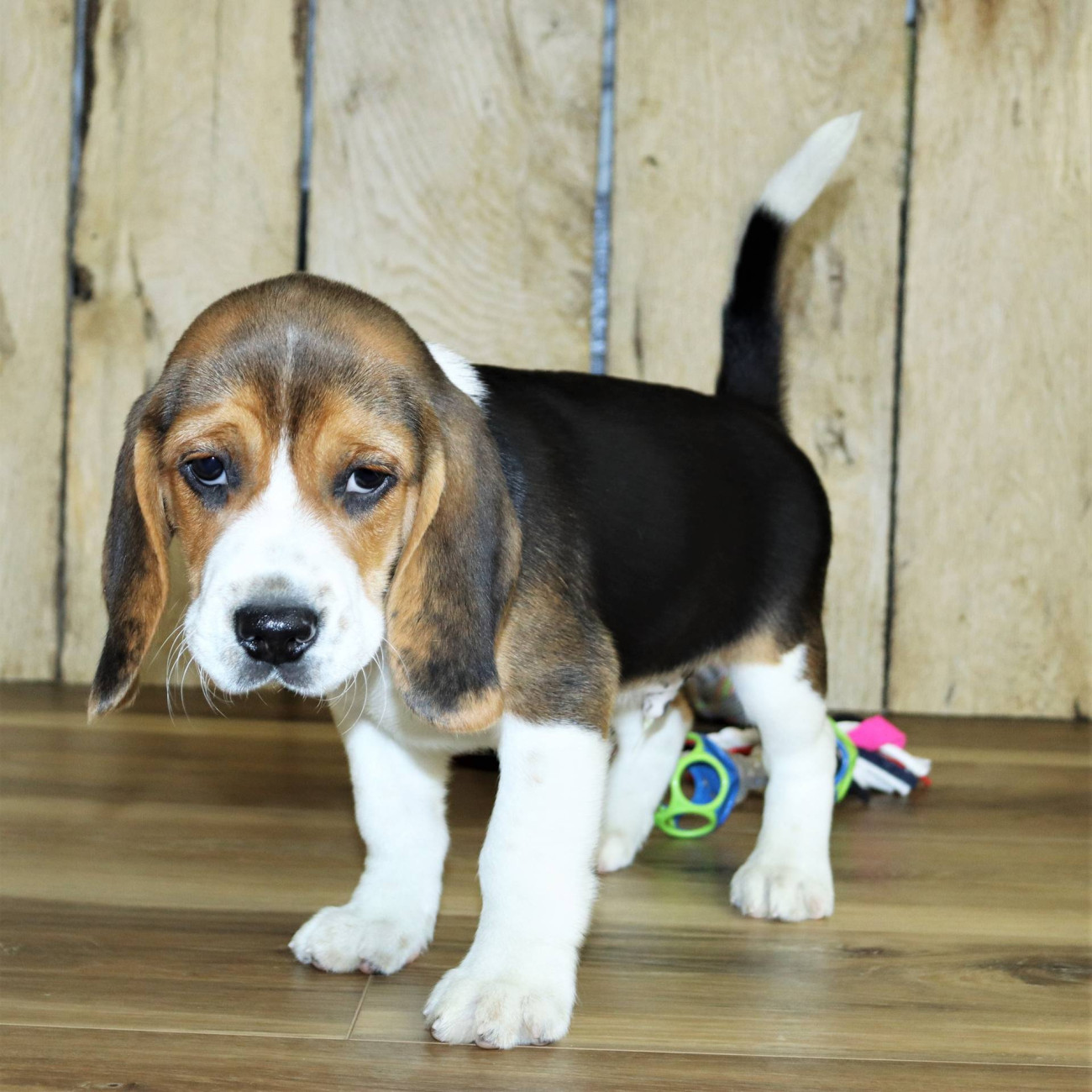 Four Beagle cross Terrier puppies for sale