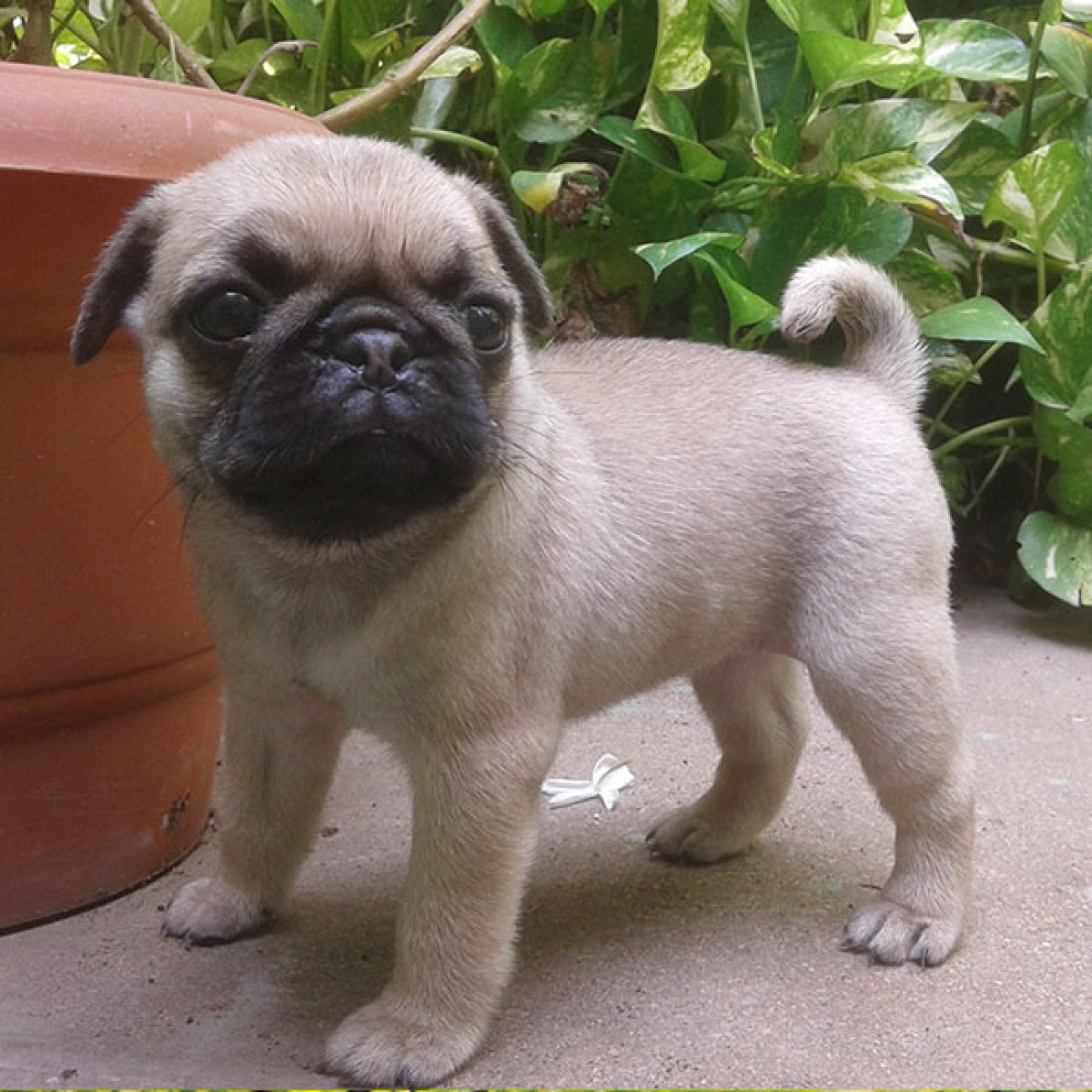 Pug puppies ready for adoption