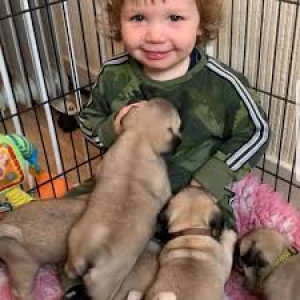 Pug puppies ready for adoption