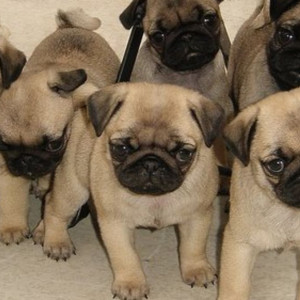 Pug puppies ready for adoption