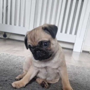 Pug puppies ready for adoption