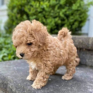 Beautiful Maltipoo Puppies.