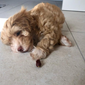 Beautiful Maltipoo Puppies.