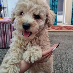 Beautiful Maltipoo Puppies.