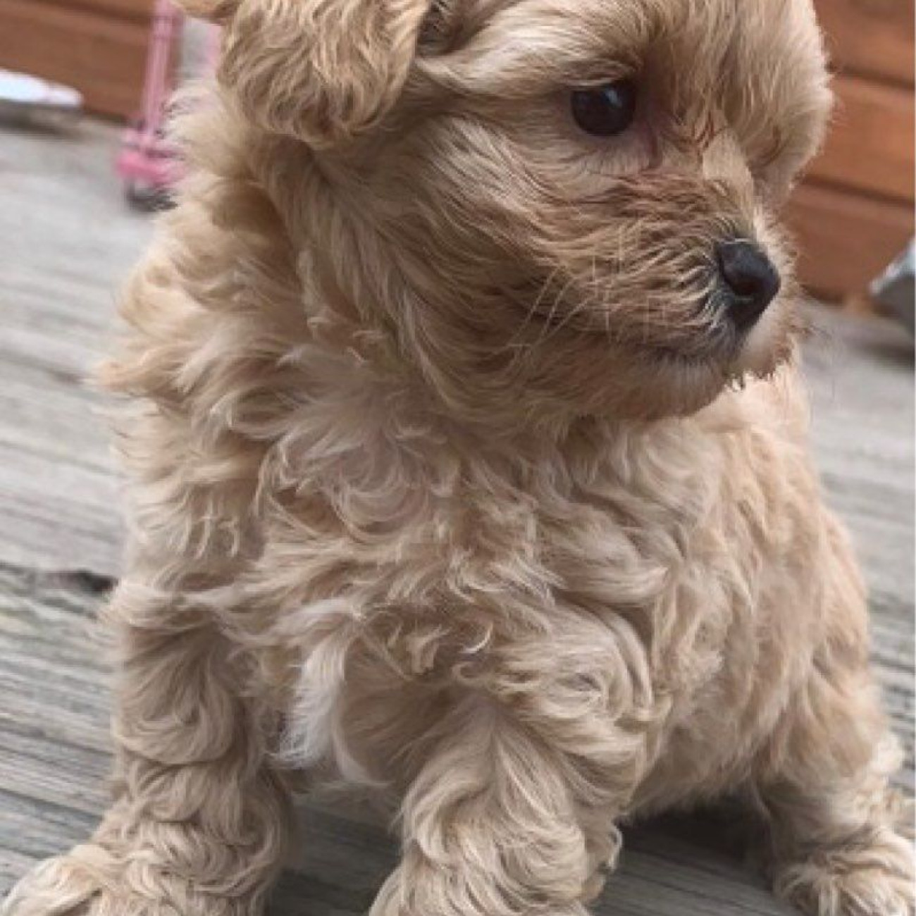 Beautiful Maltipoo Puppies.