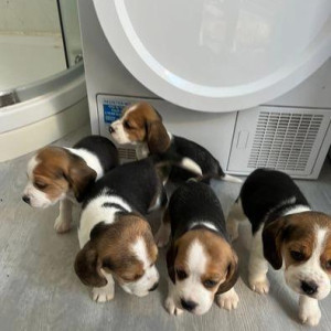Lovely Beagle Puppies.