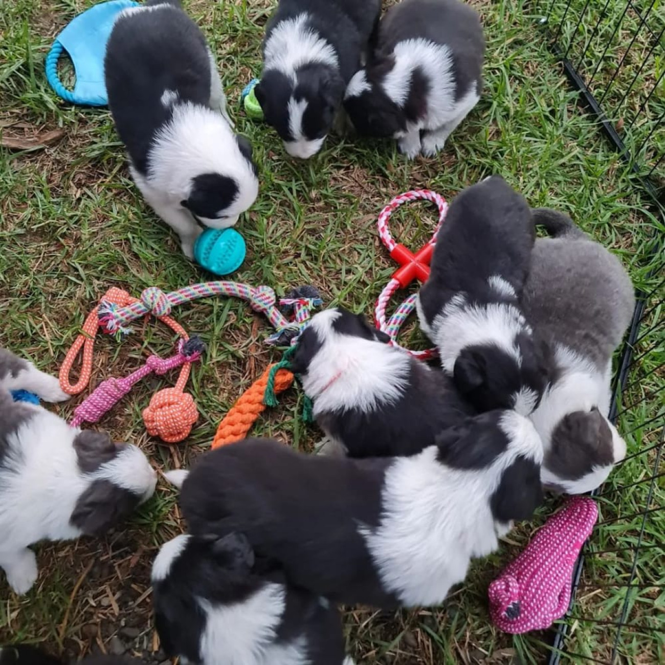 Gorgeous Border Collie puppies,