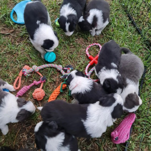 Gorgeous Border Collie puppies,