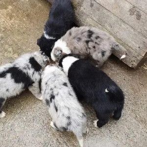 Gorgeous Border Collie puppies,