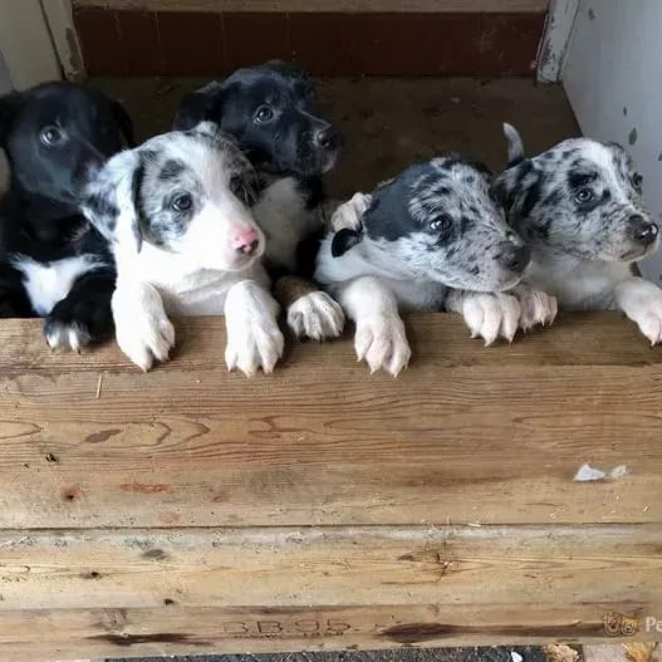 Gorgeous Border Collie puppies,