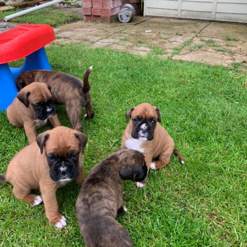 Cute Boxer Puppies,