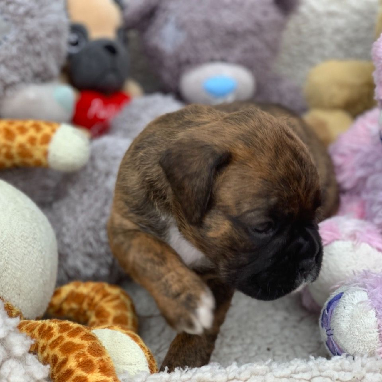 Cute Boxer Puppies,