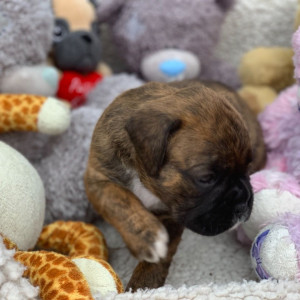 Cute Boxer Puppies,