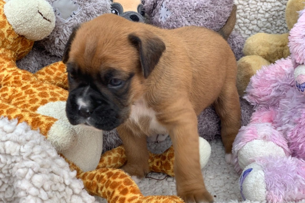 Nowtrade Free Classified Ads