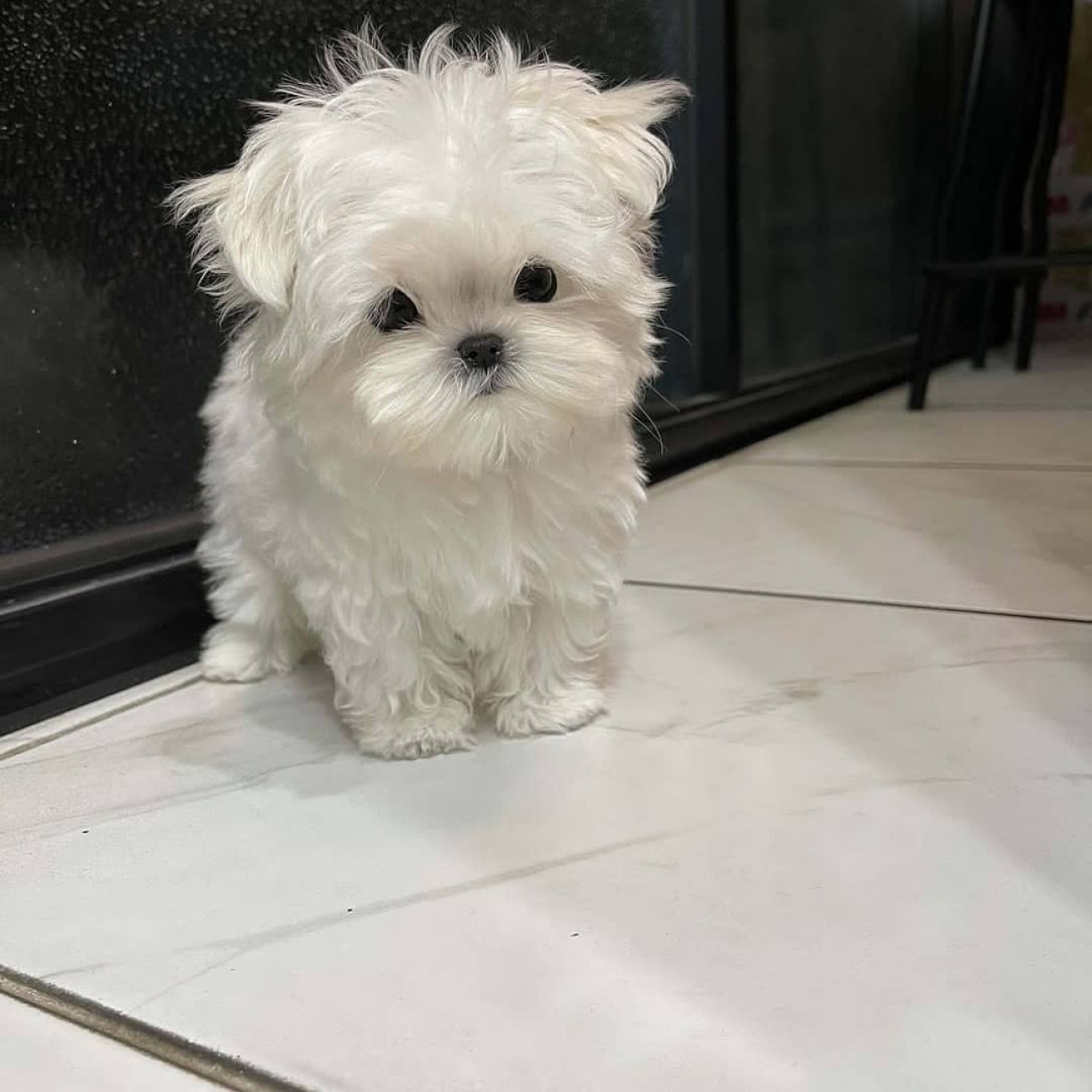 Adorable outstanding Maltese puppies,