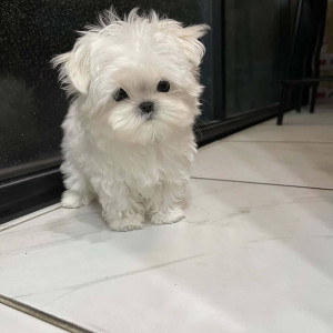 Adorable outstanding Maltese puppies,