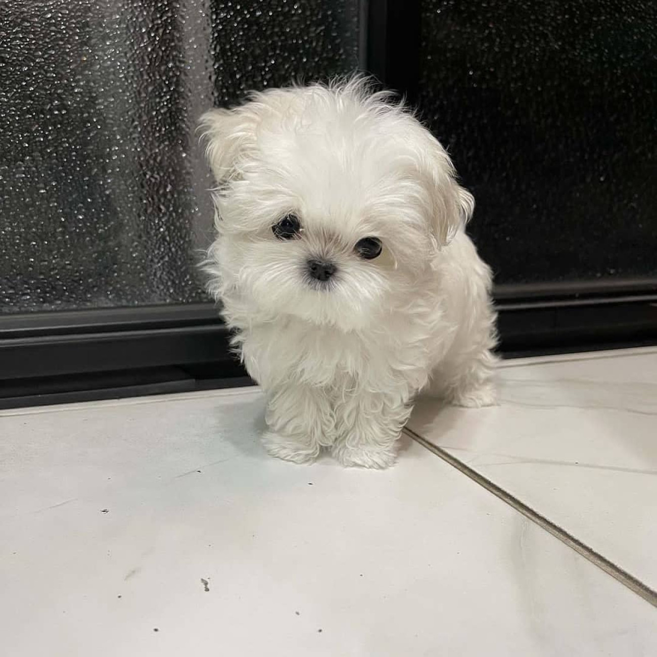 Adorable outstanding Maltese puppies,