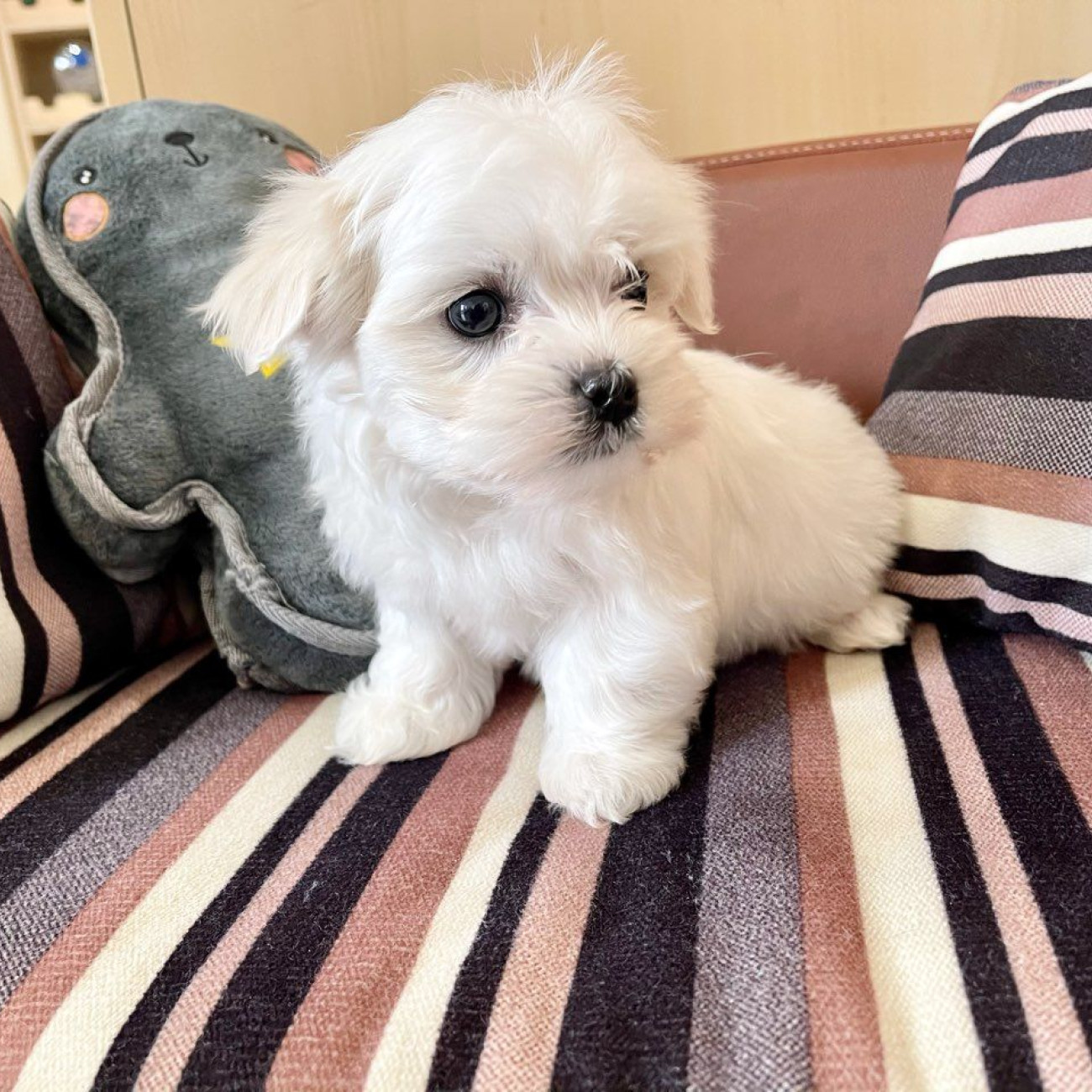 Adorable outstanding Maltese puppies,