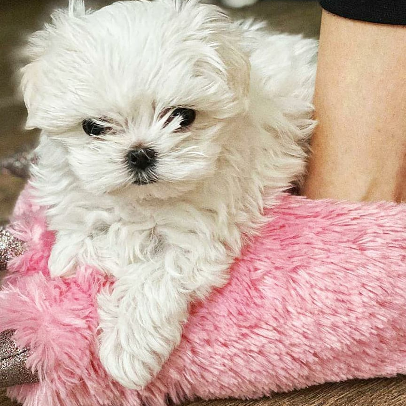 Adorable outstanding Maltese puppies,