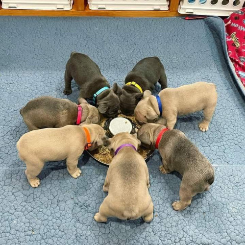 Quality French Bulldog Puppies.