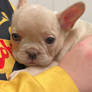Quality French Bulldog Puppies.