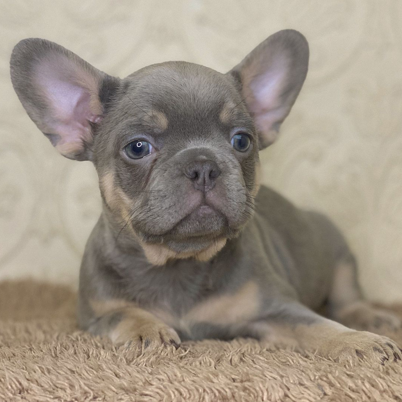 Quality French Bulldog Puppies.